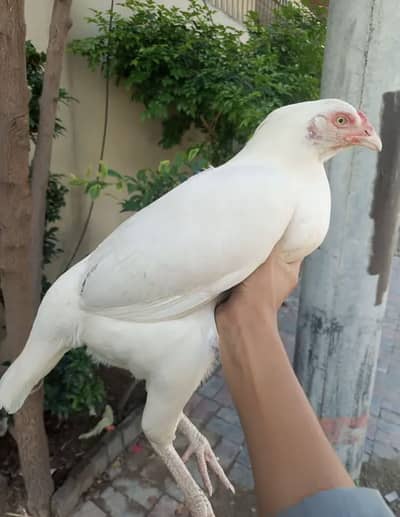 Hera bird female