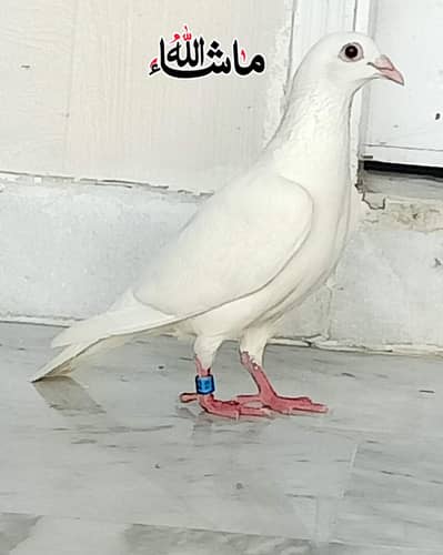 Paper White Qasad Breder Female For Sale