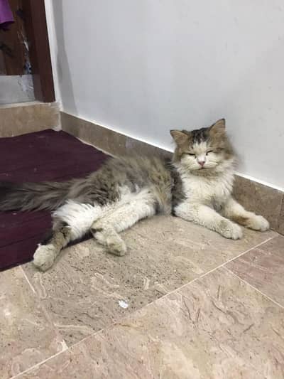 Persian Cat Triple Coated Male For Sale Black And White Color