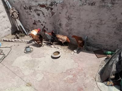 golden desi misri hens for sale