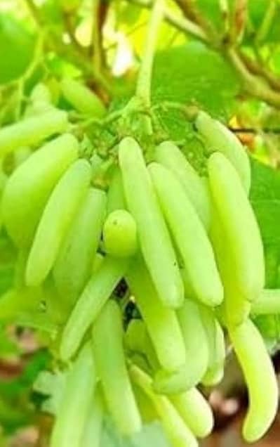 Luxury Finger & Moon Drop Grapes Plants - Special Discount