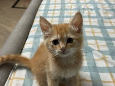 half persian kitten for sale with litter and litterbox