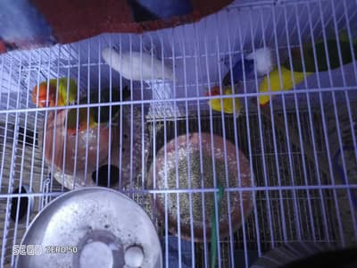 5 pair available all breeder pair