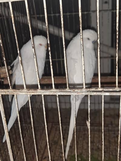 Big size Exhibition pair for sale
