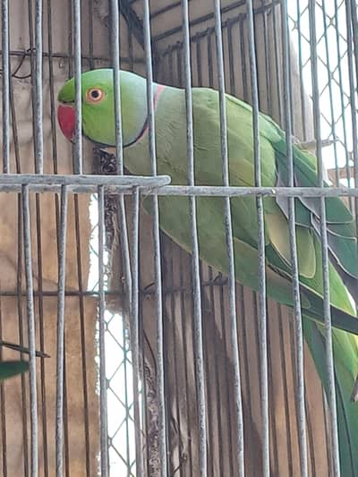 Green Ringneck Breeder Pair