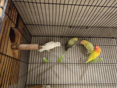I have 2 adult pairs for sale 4 different love birds