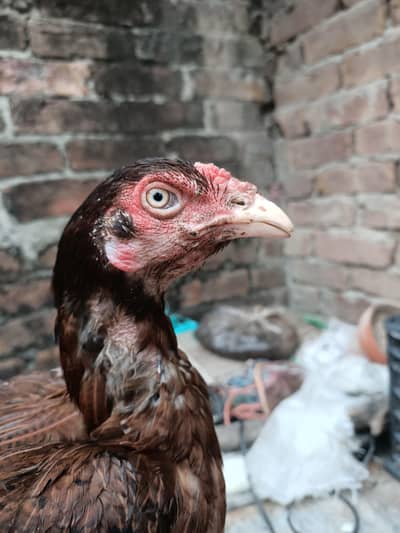 Aseel Eggs available
