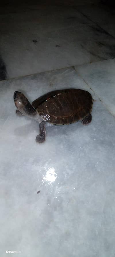 turtle