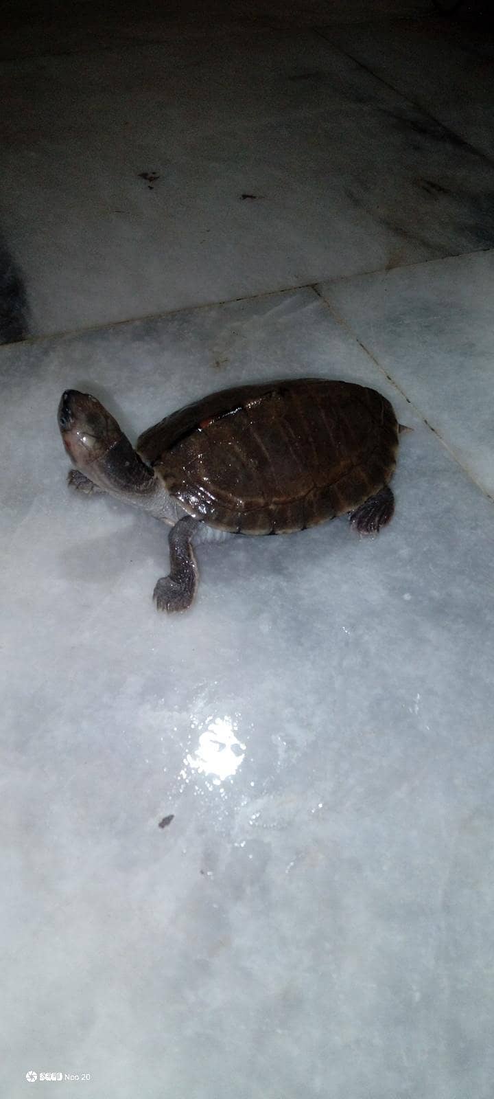 turtle 0