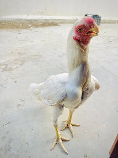 Indian Parrot Beak Top Quality For Sale Urgent