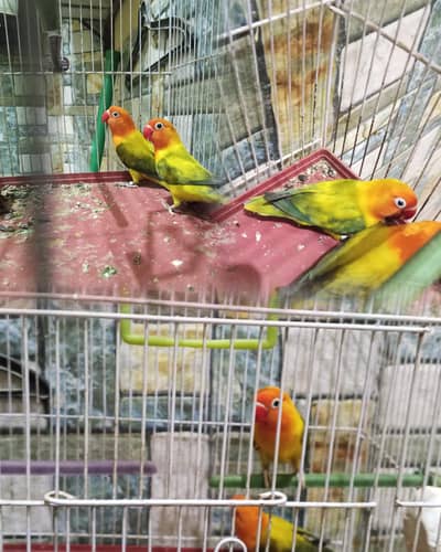 Green Euwing opaline lovebirds for sell