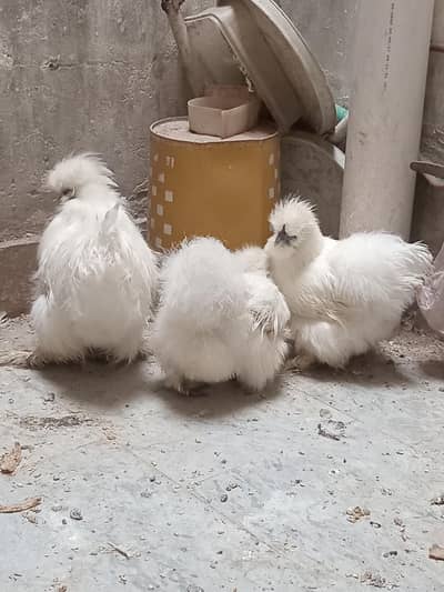 white Silkie Trio set