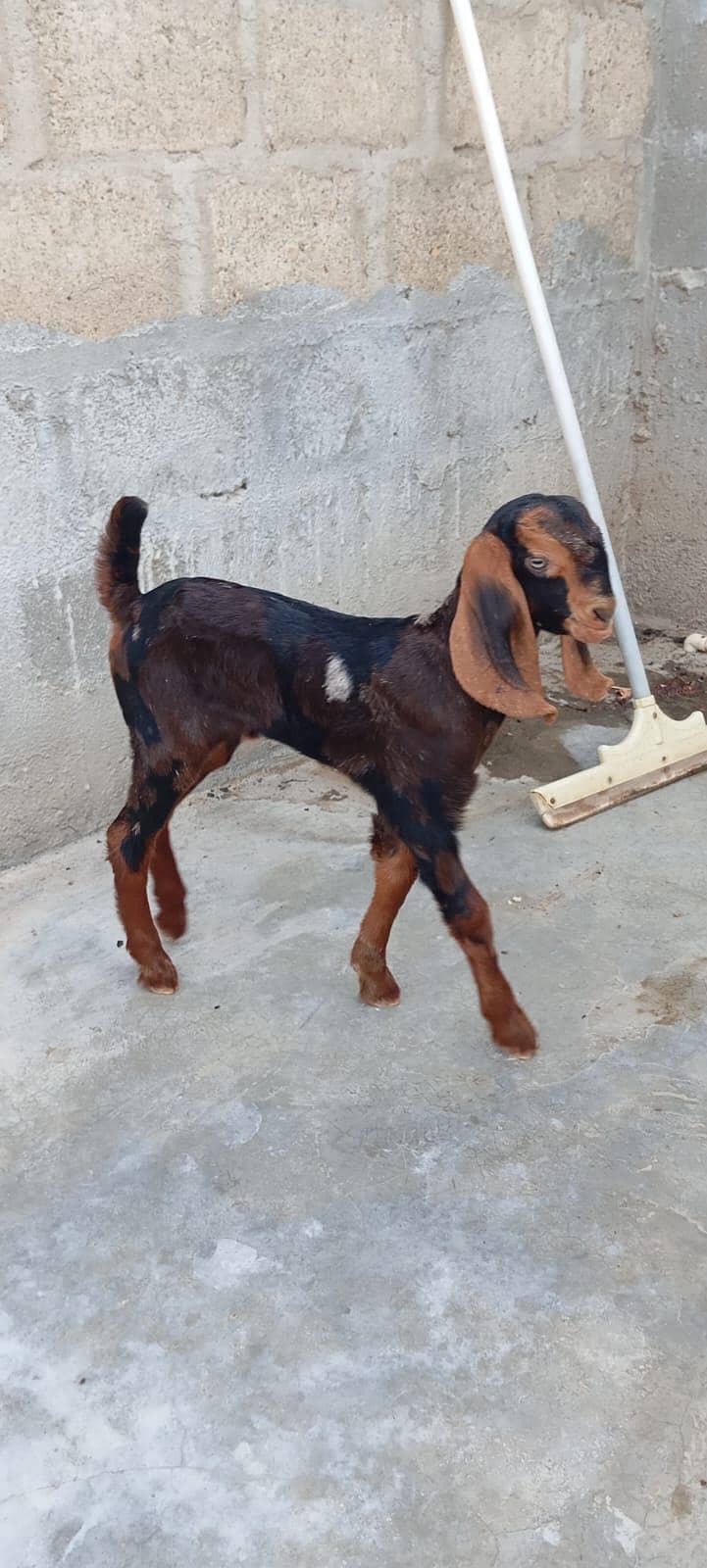 bakra 0