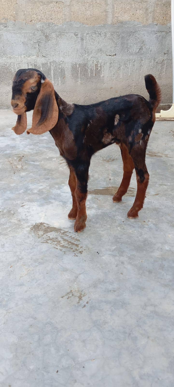 bakra 1