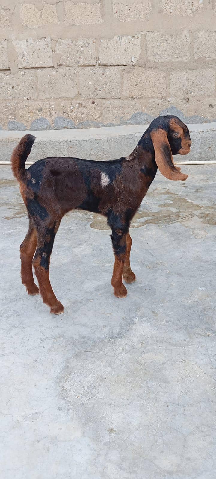 bakra 2