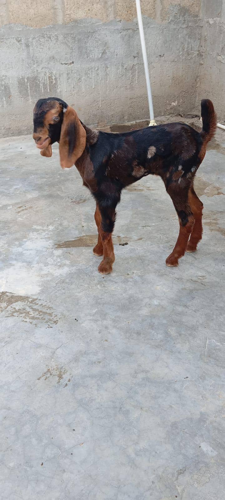 bakra 3