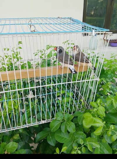 123 Healthy Colourful Finch