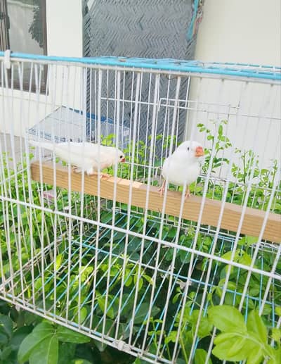 123 Healthy Colourful Finch