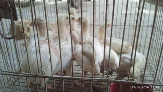 Aseel Heera Chicks