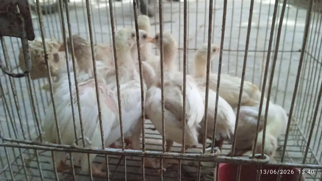 Aseel Heera Chicks