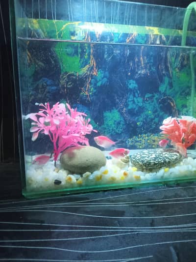 Color Tetra Fish For Sale Healthy And Active