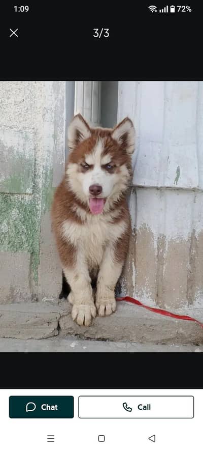 Siberian husky wooly coat