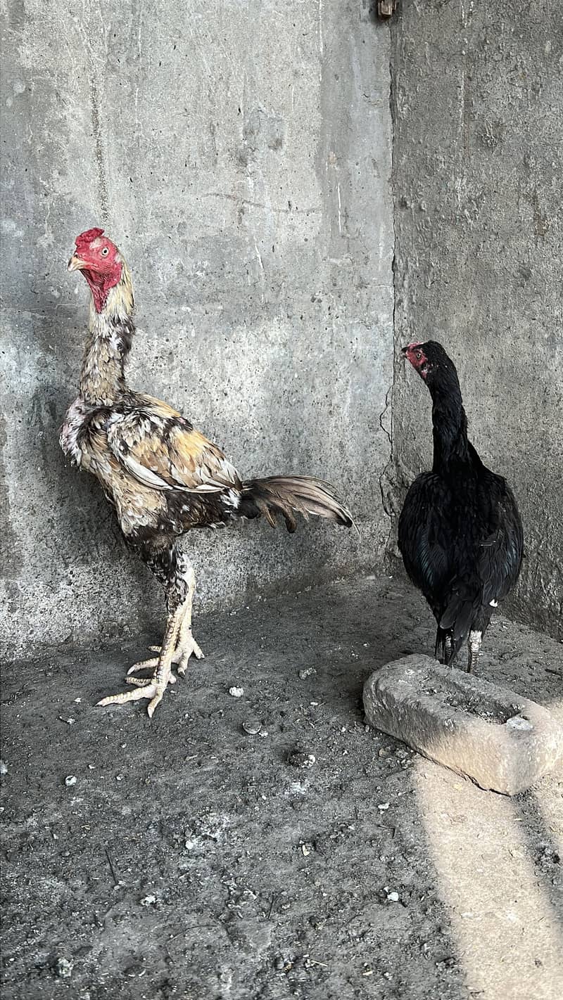 Aseel pair 7