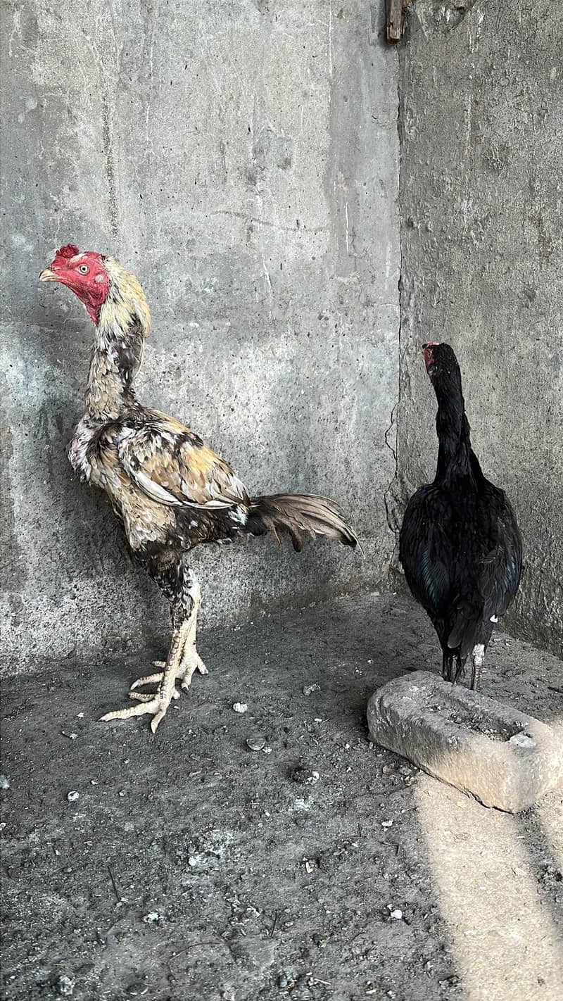 Aseel pair 8