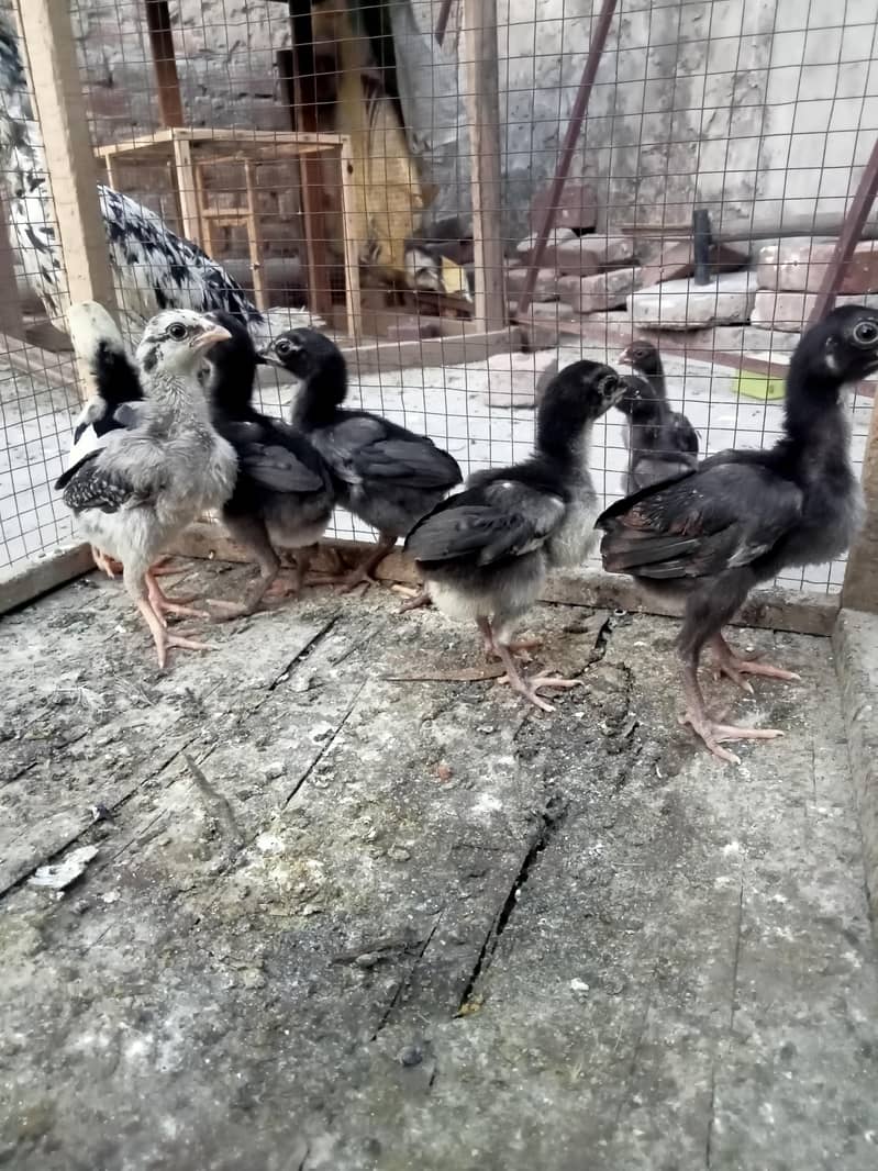 burmi chicks 0