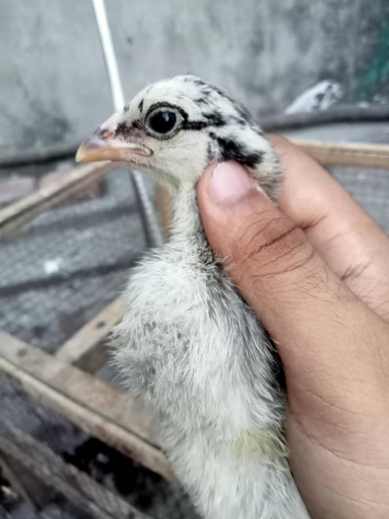 burmi chicks 2