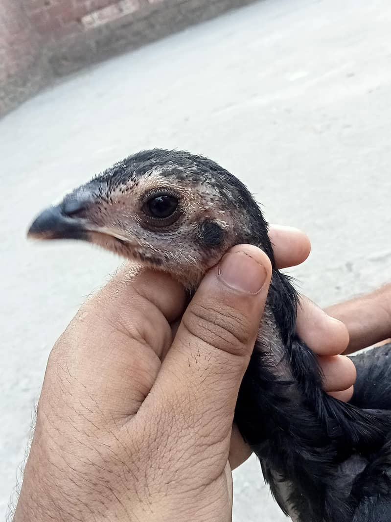 burmi chicks 4