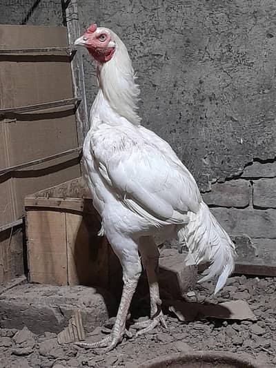 heera assel breeder murga
