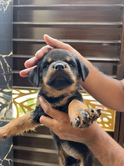 German Rottweiler female  puppy puppies