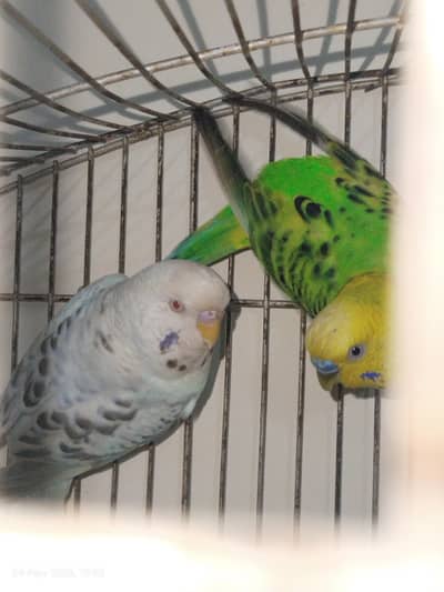 Australian Parrots healthy and active Males
