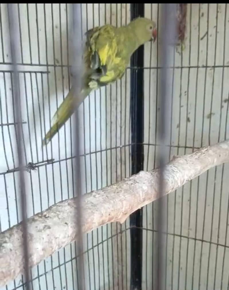 ringneck 0