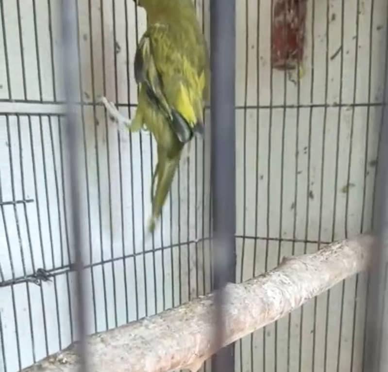 ringneck 1