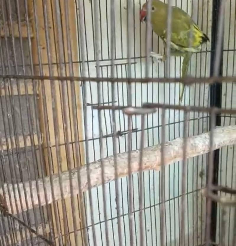 ringneck 2