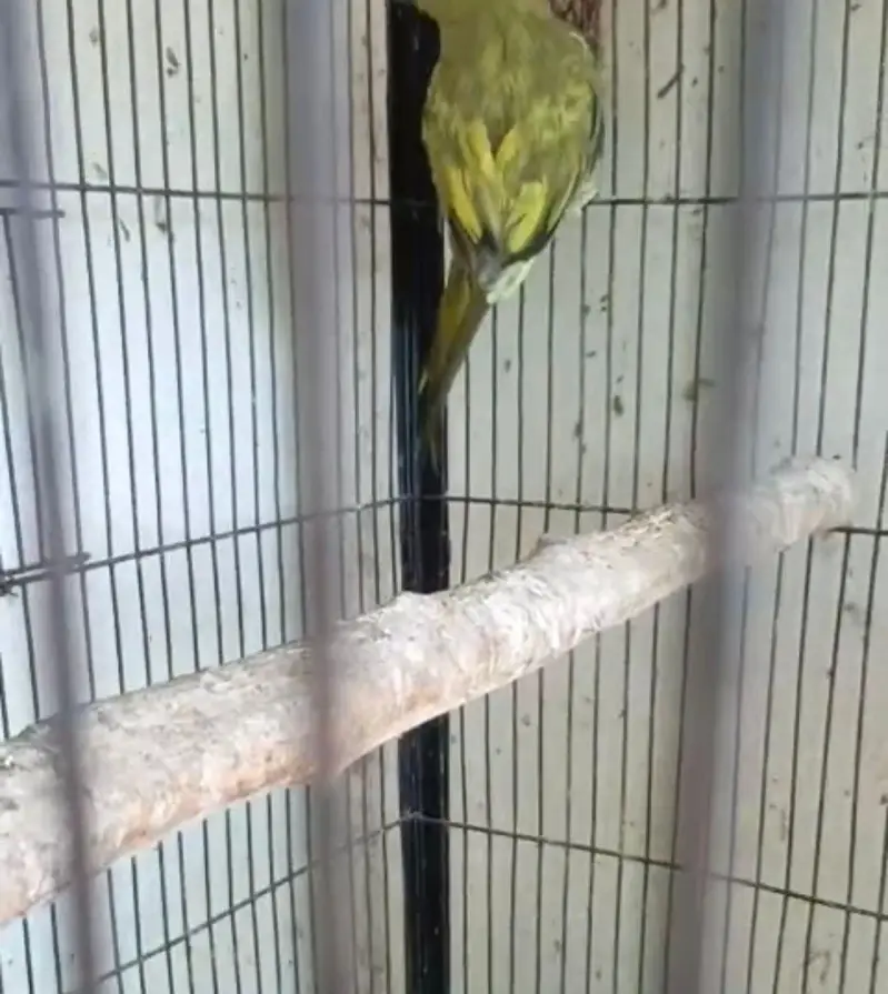 ringneck — photo 4