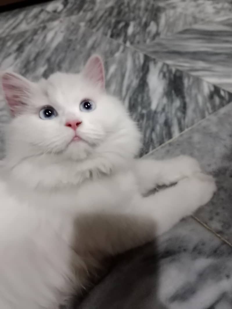 cute cat 0