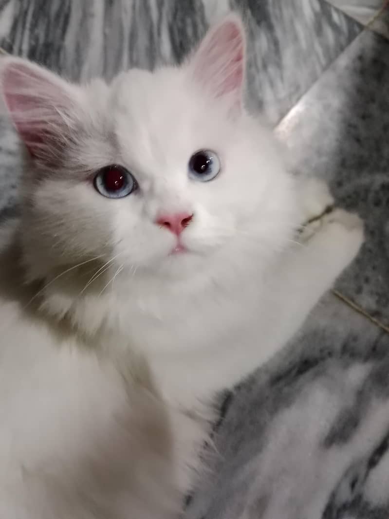 cute cat 1