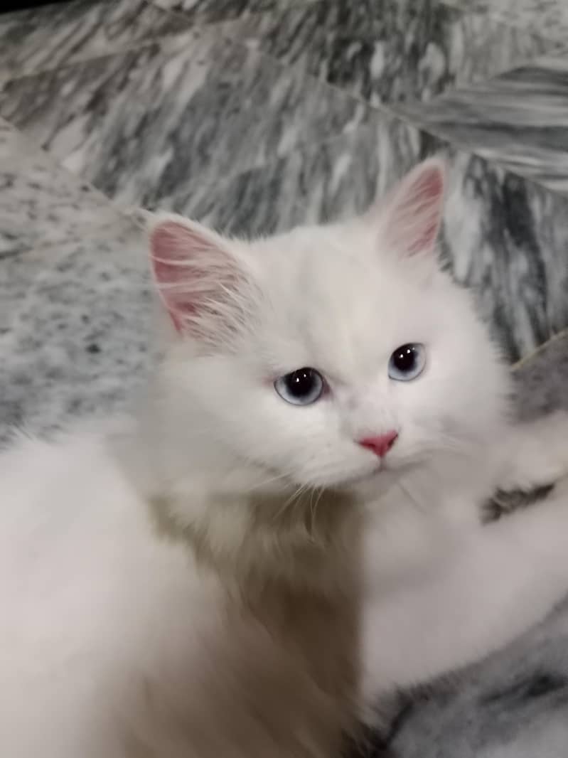 cute cat 2