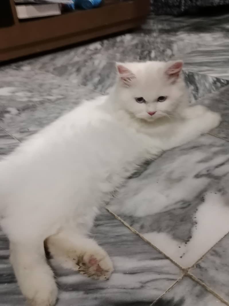 cute cat 3