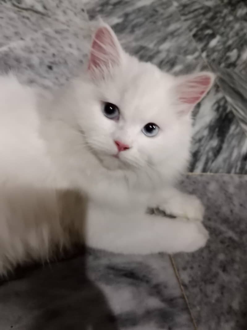 cute cat 4