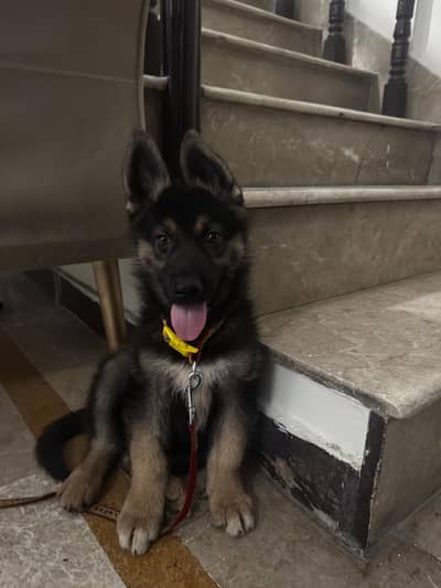 German Shepherd Puppy