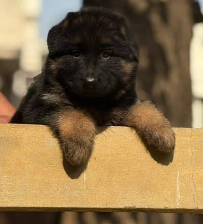 GSD LONG COAT PUPPS AVAILABLE FOR SALE