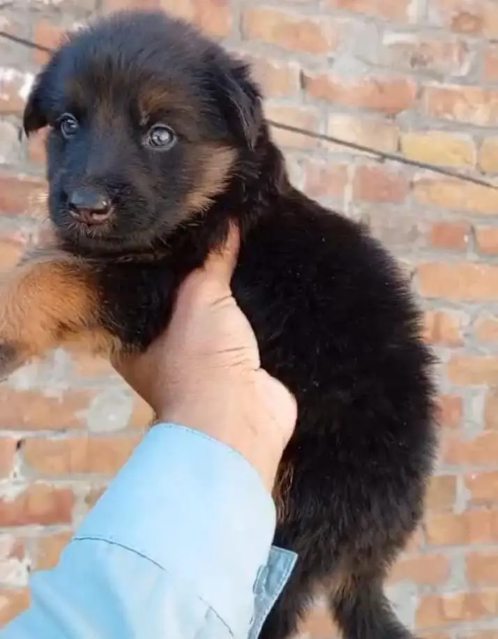 GSD LONG COAT PUPPS AVAILABLE FOR SALE — photo 2