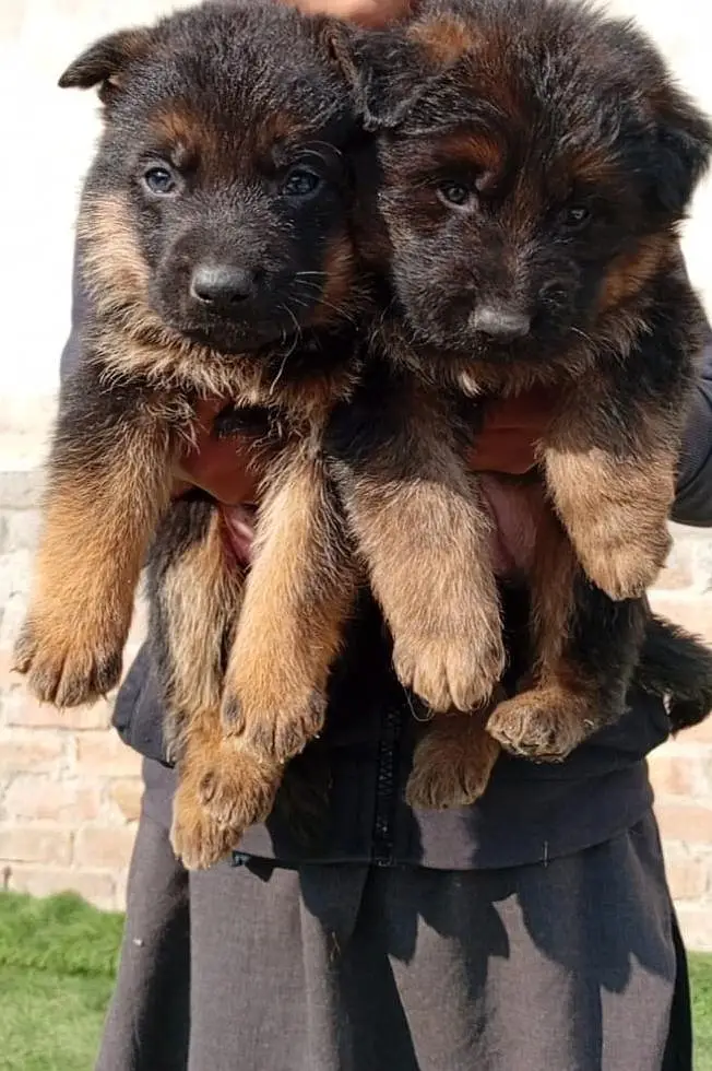 GSD LONG COAT PUPPS AVAILABLE FOR SALE — photo 3