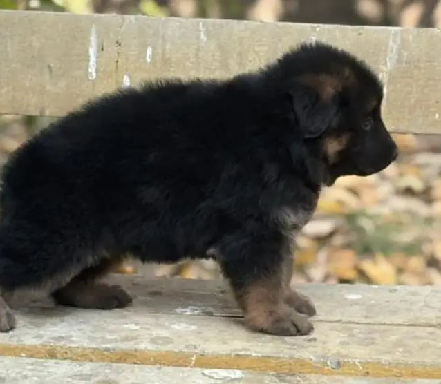GSD LONG COAT PUPPS AVAILABLE FOR SALE — photo 4