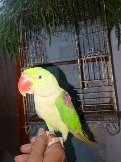 speaking parrot