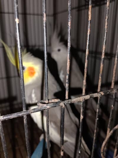 Cocktail Pair